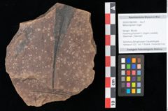 Foto (Objekt + Etikett) von Myrica lignitum Unger (NHMW-GEO-2024-0188-0655)